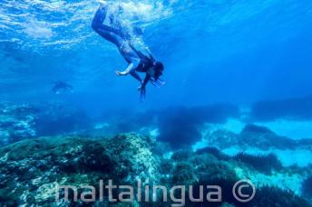 マルタの海を探検しよう